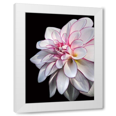 Pale Dahlia 10 White Modern Wood Framed Art Print by Foschino, Suzanne