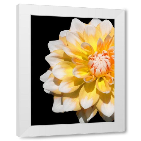 Cheerful Dahlia 28 White Modern Wood Framed Art Print by Foschino, Suzanne