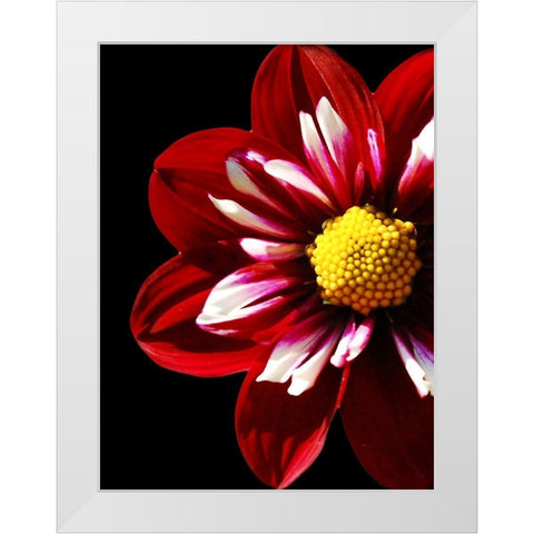 Ruby Dahlia 22 White Modern Wood Framed Art Print by Foschino, Suzanne