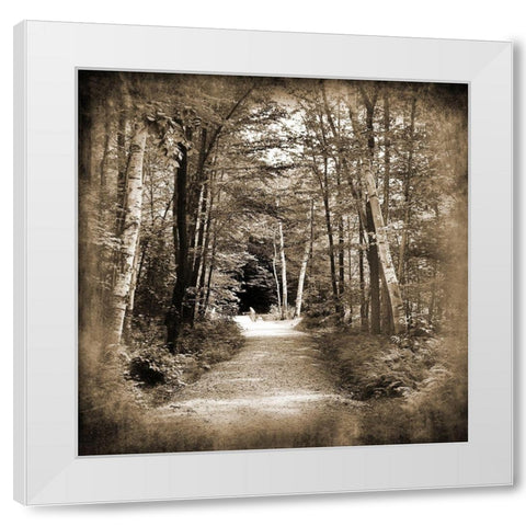 Vermont Mountain Trail 3 White Modern Wood Framed Art Print by Foschino, Suzanne