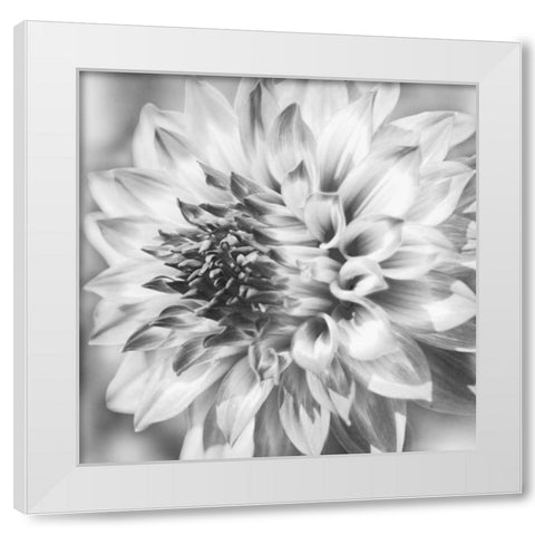 Black and White Dalia 1a White Modern Wood Framed Art Print by Foschino, Suzanne