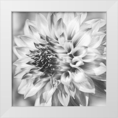 Black and White Dalia 1a White Modern Wood Framed Art Print by Foschino, Suzanne