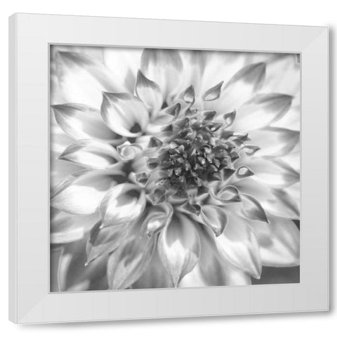 Black and White Dalia 4 White Modern Wood Framed Art Print by Foschino, Suzanne