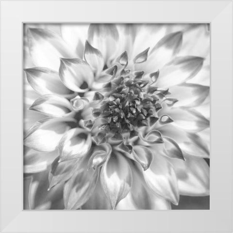 Black and White Dalia 4 White Modern Wood Framed Art Print by Foschino, Suzanne