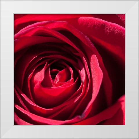 Rose 1 White Modern Wood Framed Art Print by Foschino, Suzanne