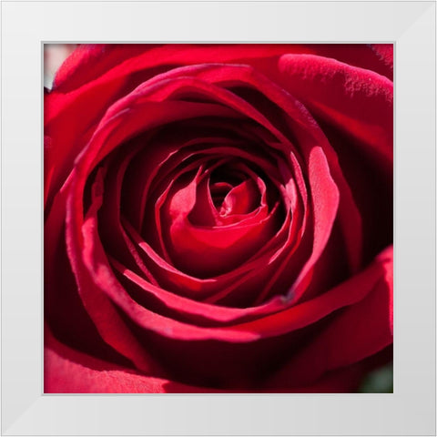 Rose 2 White Modern Wood Framed Art Print by Foschino, Suzanne