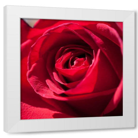 Rose 3 White Modern Wood Framed Art Print by Foschino, Suzanne