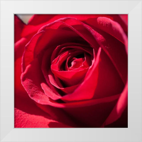 Rose 3 White Modern Wood Framed Art Print by Foschino, Suzanne