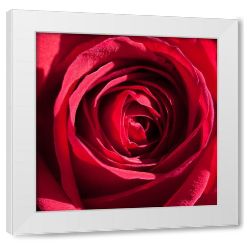 Rose 4 White Modern Wood Framed Art Print by Foschino, Suzanne