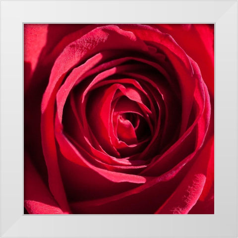 Rose 4 White Modern Wood Framed Art Print by Foschino, Suzanne
