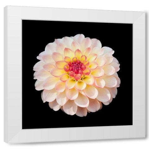 Dahlia 1 White Modern Wood Framed Art Print by Foschino, Suzanne