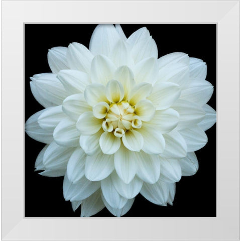 Dahlia 5 White Modern Wood Framed Art Print by Foschino, Suzanne