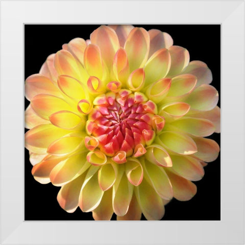 Dahlia 27 White Modern Wood Framed Art Print by Foschino, Suzanne