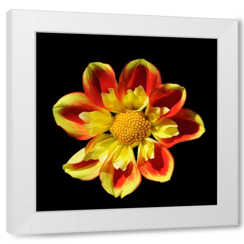 Dahlia 12 A White Modern Wood Framed Art Print by Foschino, Suzanne