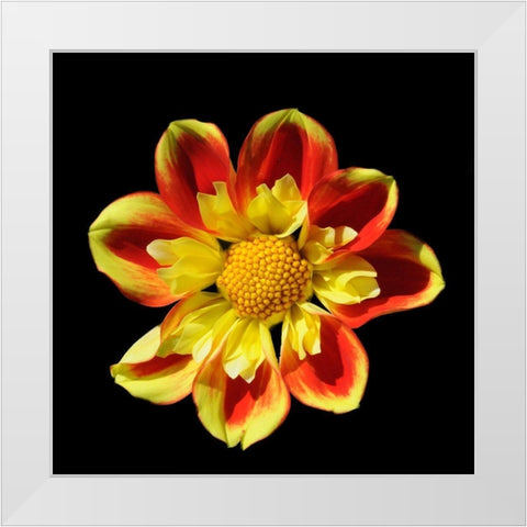Dahlia 12 A White Modern Wood Framed Art Print by Foschino, Suzanne