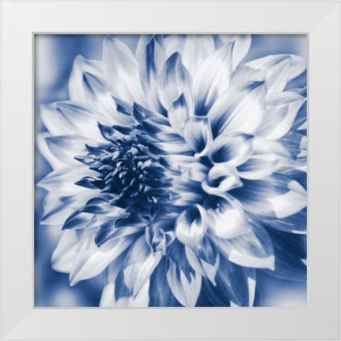 Dahlia Navy 1 White Modern Wood Framed Art Print by Foschino, Suzanne