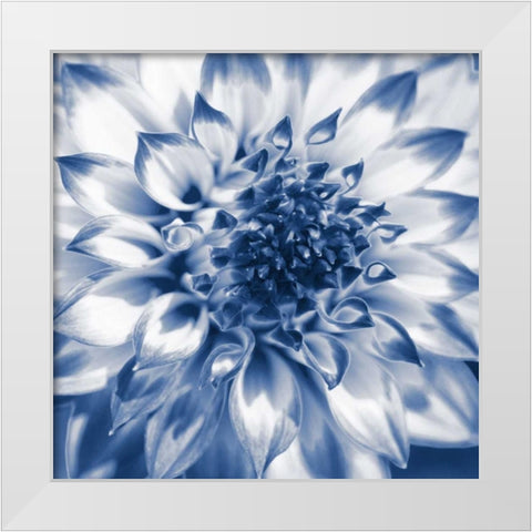 Navy Dahlia 2 White Modern Wood Framed Art Print by Foschino, Suzanne