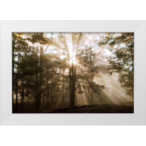 A New Day II White Modern Wood Framed Art Print by Dahlgren, Ann