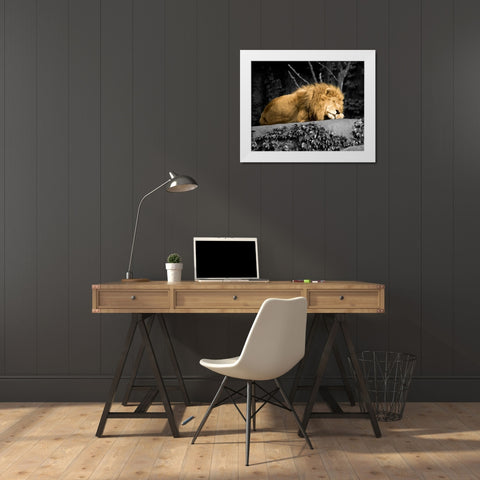 Lion White Modern Wood Framed Art Print by Donovan, Kelly