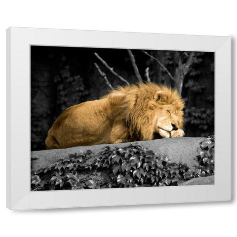 Lion White Modern Wood Framed Art Print by Donovan, Kelly