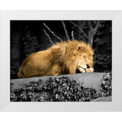 Lion White Modern Wood Framed Art Print by Donovan, Kelly
