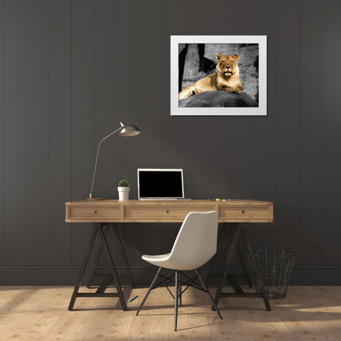 Lioness White Modern Wood Framed Art Print by Donovan, Kelly