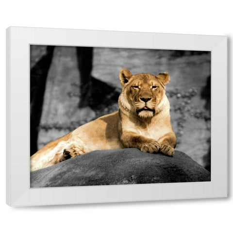 Lioness White Modern Wood Framed Art Print by Donovan, Kelly