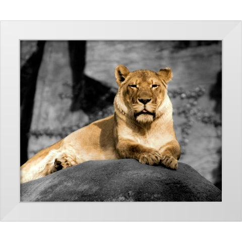 Lioness White Modern Wood Framed Art Print by Donovan, Kelly