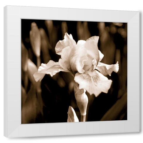 Veronicas Garden I White Modern Wood Framed Art Print by Donovan, Kelly