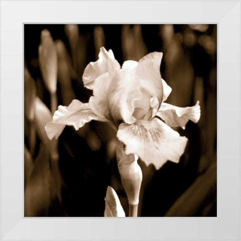 Veronicas Garden I White Modern Wood Framed Art Print by Donovan, Kelly
