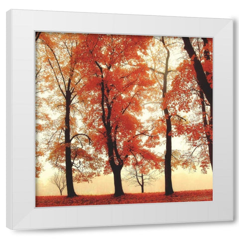 Coral Woods White Modern Wood Framed Art Print by Weisz, Irene