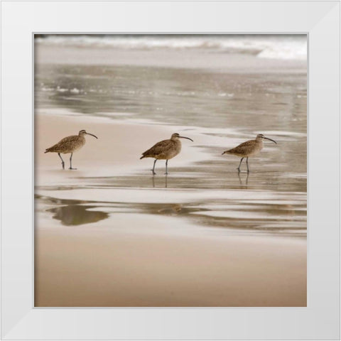 Shore Birds II White Modern Wood Framed Art Print by Delimont, Danita