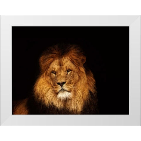 Look My Way White Modern Wood Framed Art Print by Van de Goor, Lars