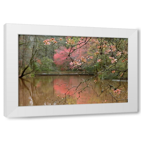 Azalea Branches in Spring White Modern Wood Framed Art Print by Delimont, Danita