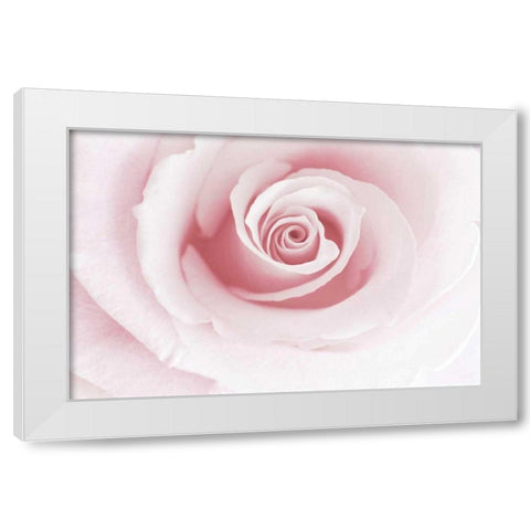 Rose Embrace White Modern Wood Framed Art Print by Delimont, Danita