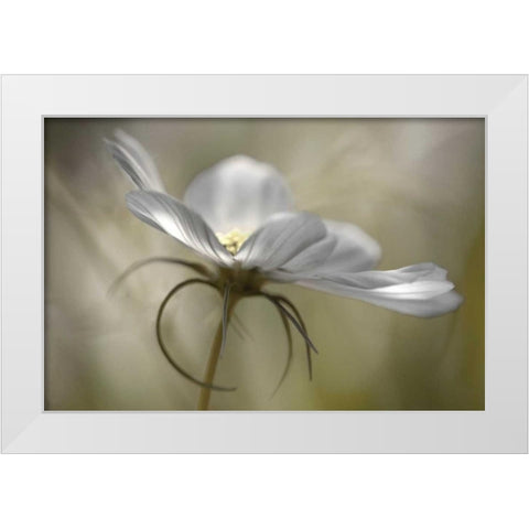Champagne in White Modern Wood Framed Art Print by Delimont, Danita