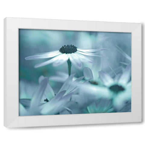 Moment in the Sun White Modern Wood Framed Art Print by Delimont, Danita