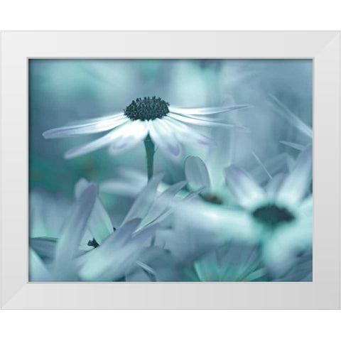 Moment in the Sun White Modern Wood Framed Art Print by Delimont, Danita