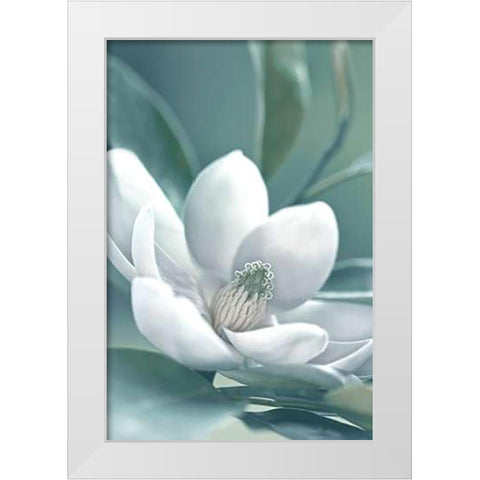 Magnolia Morning White Modern Wood Framed Art Print by Delimont, Danita
