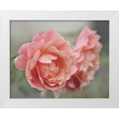 Cottage Climber White Modern Wood Framed Art Print by Delimont, Danita