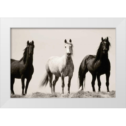 Wild Stallions White Modern Wood Framed Art Print by Delimont, Danita