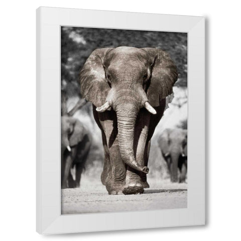 Botswana Patriarch White Modern Wood Framed Art Print by Delimont, Danita