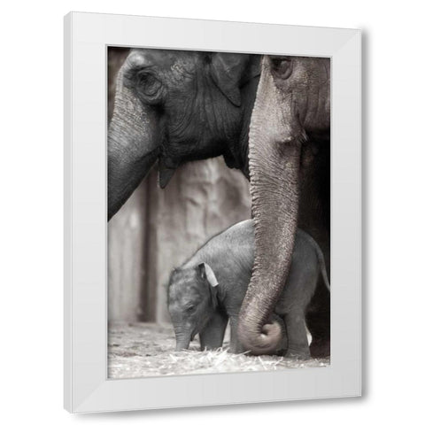 Family Moment White Modern Wood Framed Art Print by Delimont, Danita