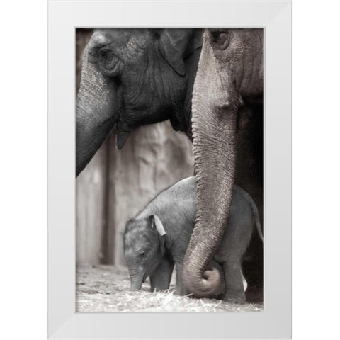 Family Moment White Modern Wood Framed Art Print by Delimont, Danita