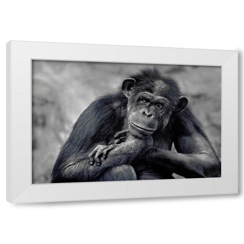 Captivated White Modern Wood Framed Art Print by Delimont, Danita