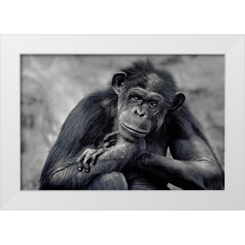 Captivated White Modern Wood Framed Art Print by Delimont, Danita