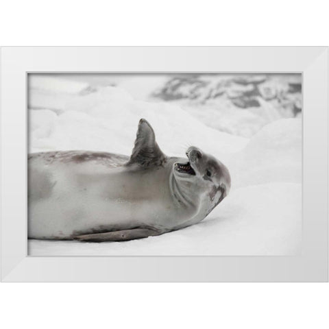 Laughing Seal White Modern Wood Framed Art Print by Delimont, Danita