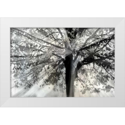 Story From Light and White Modern Wood Framed Art Print by Weisz, Irene