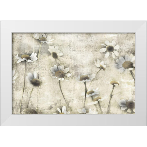 Wild Daisy Meadow II White Modern Wood Framed Art Print by Weisz, Irene