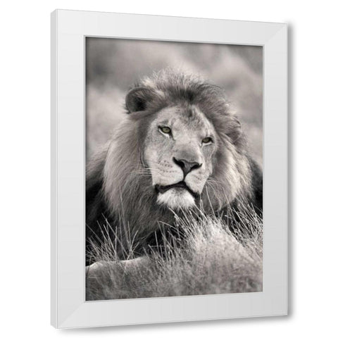 Pride of the White Modern Wood Framed Art Print by Delimont, Danita